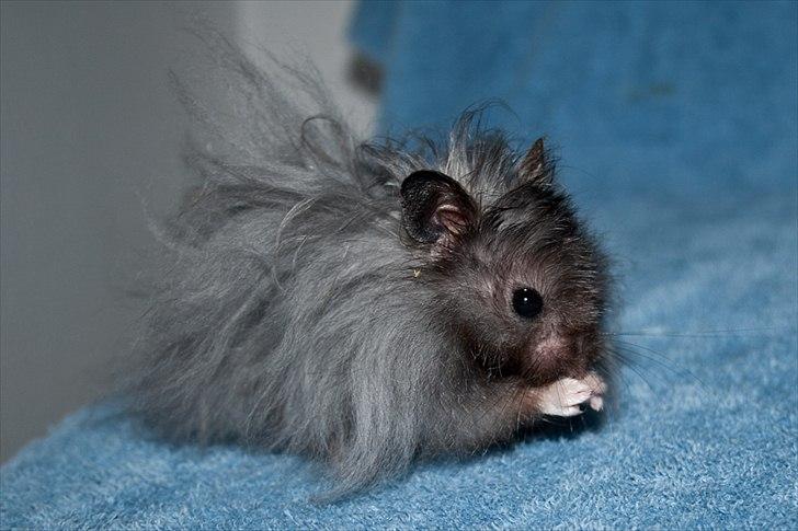 Hamster Futte † 2012 † billede 12