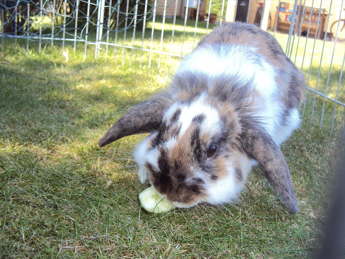 Kanin Solbakke´s Sigurd billede 4