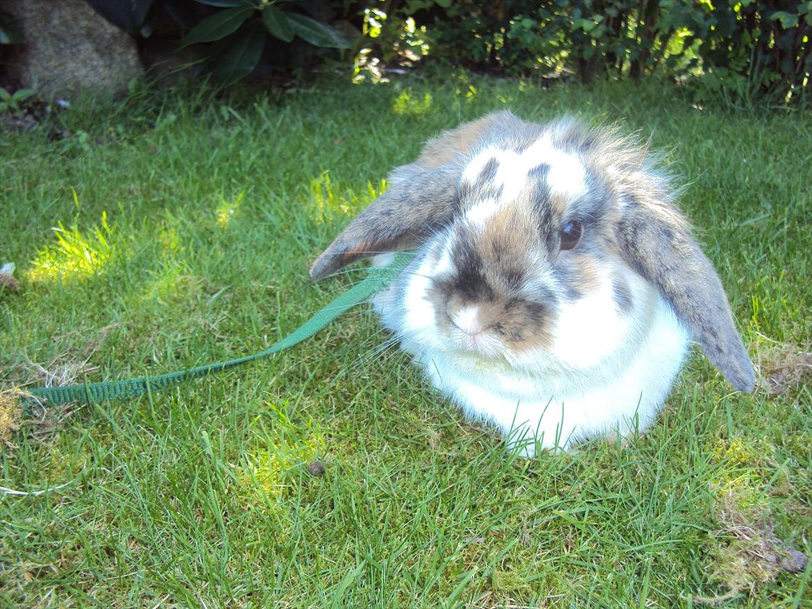 Kanin Solbakke´s Sigurd billede 5