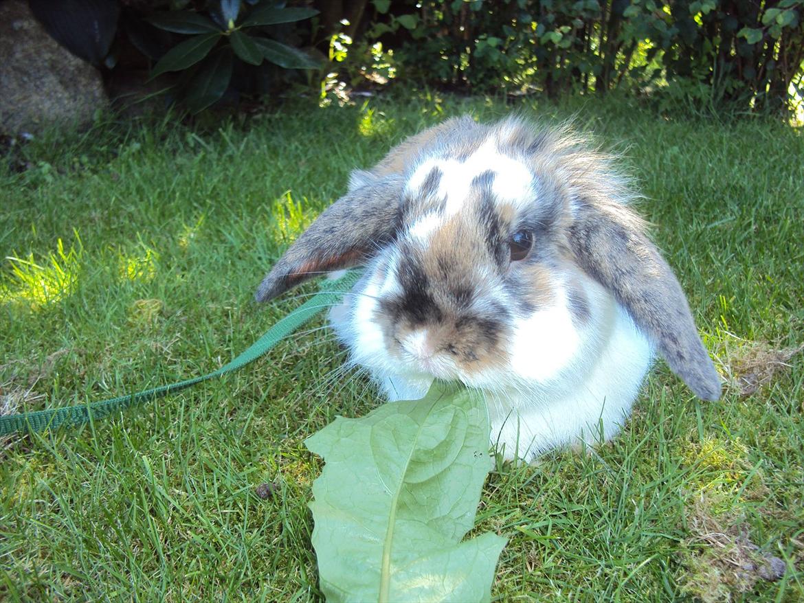 Kanin Solbakke´s Sigurd billede 6