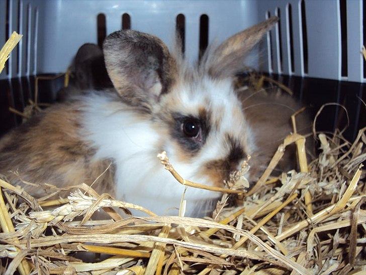 Kanin Solbakke´s Sigurd billede 7