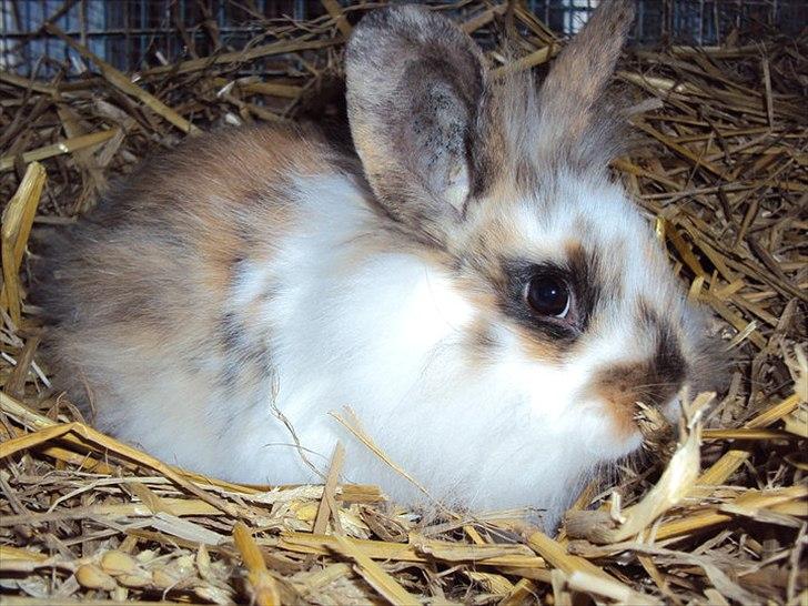 Kanin Solbakke´s Sigurd billede 8