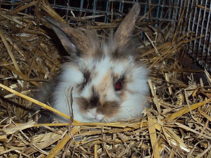 Kanin Solbakke´s Sigurd billede 9