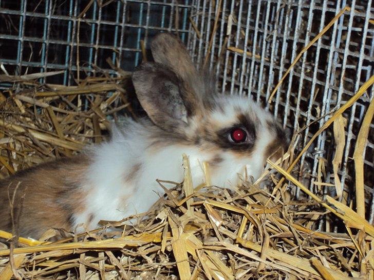 Kanin Solbakke´s Sigurd billede 10