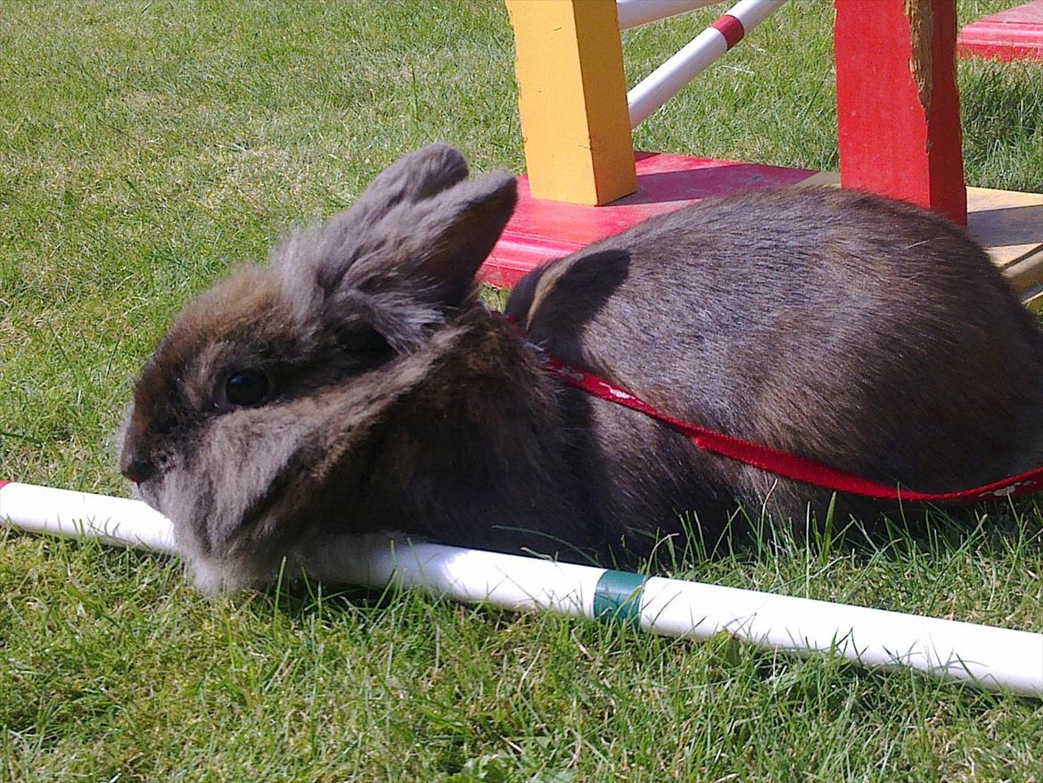 Kanin Solbakke´s Luna billede 13