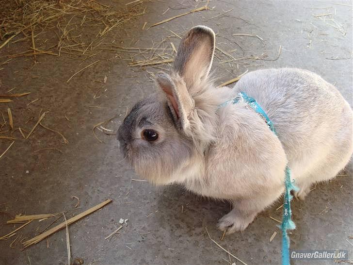 Kanin Palle billede 7