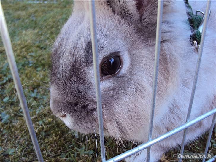 Kanin Palle billede 8