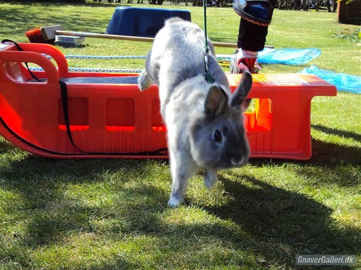 Kanin Palle billede 9