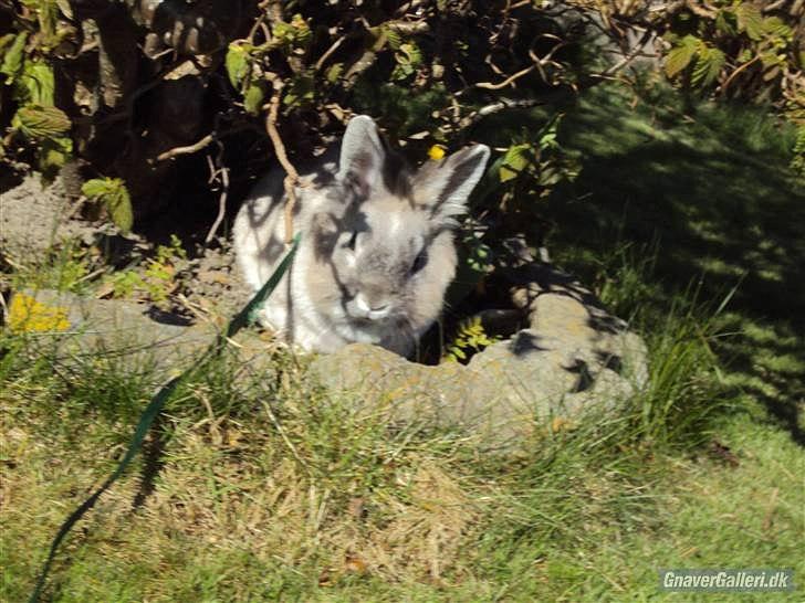 Kanin Palle billede 10