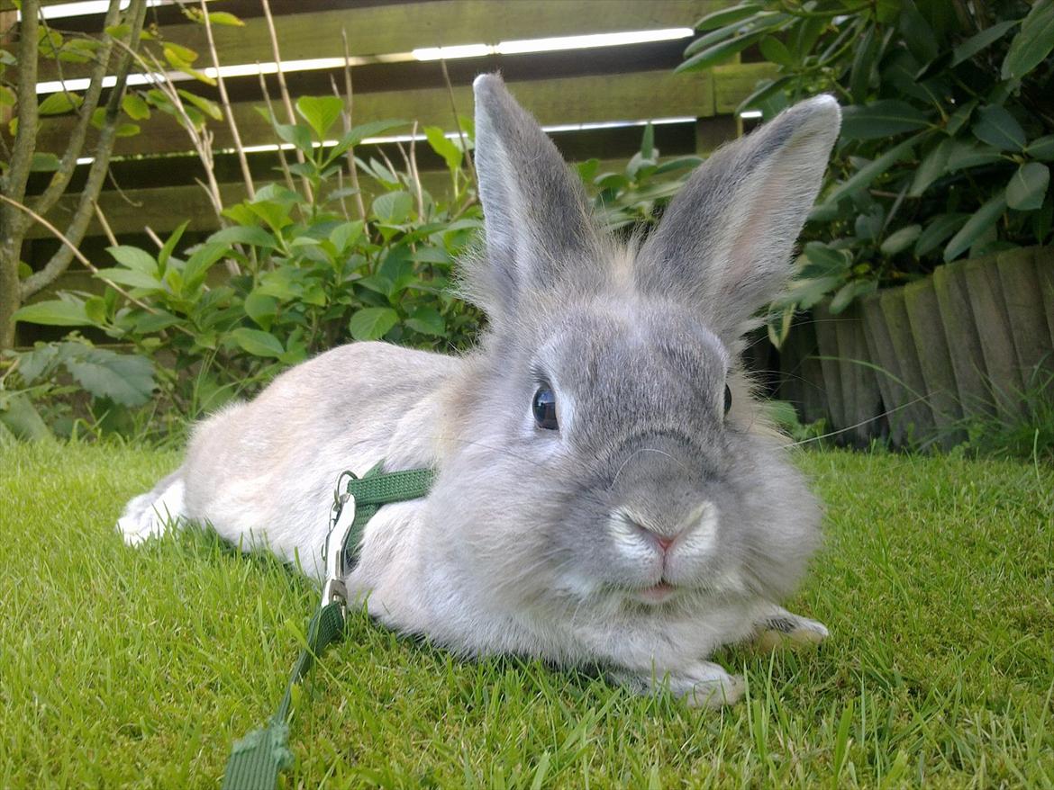 Kanin Palle billede 11