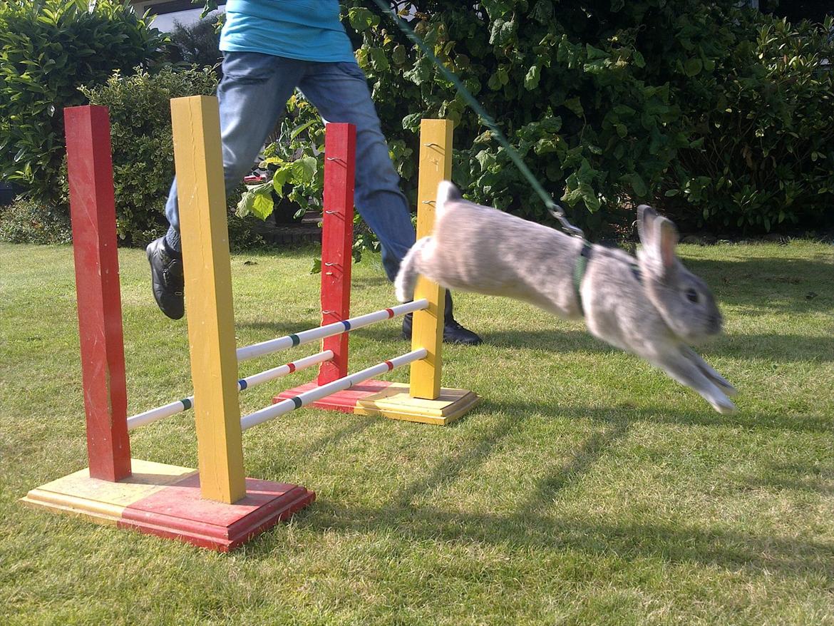 Kanin Palle billede 12