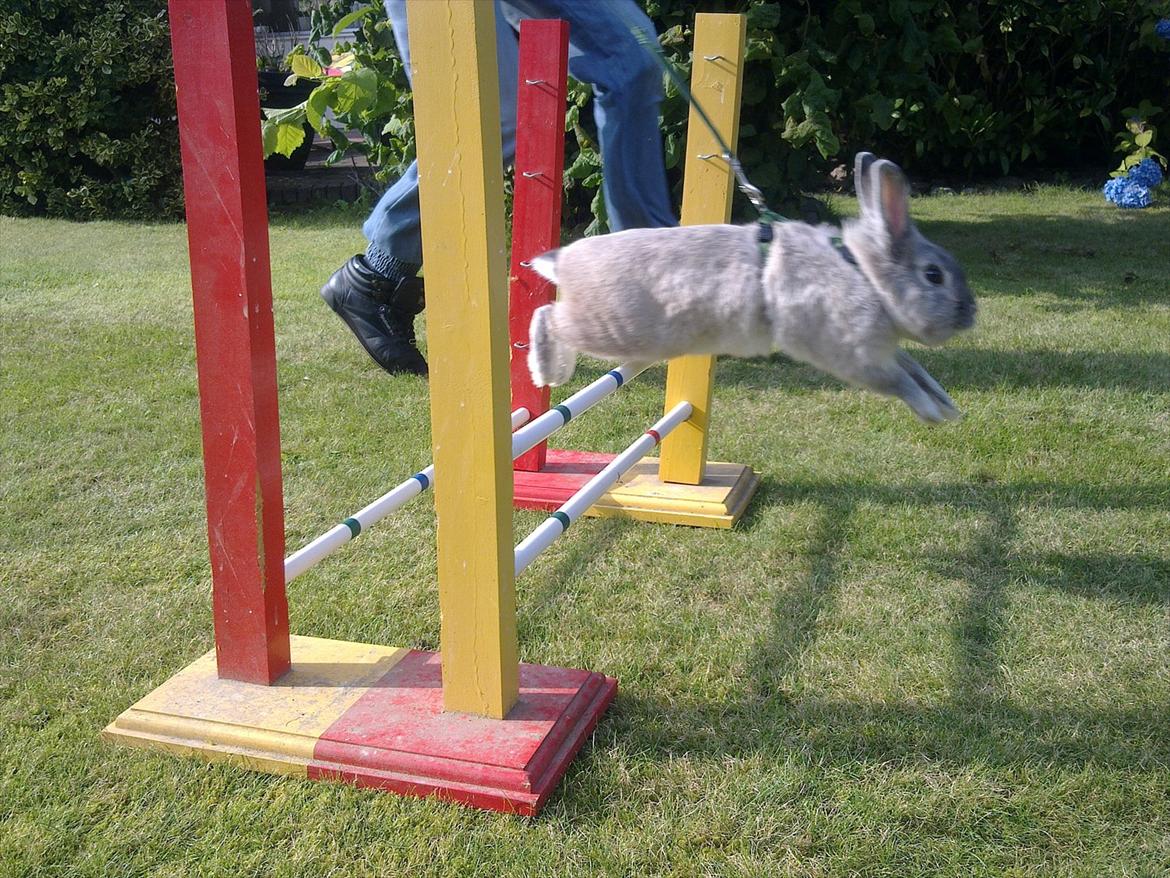 Kanin Palle billede 13