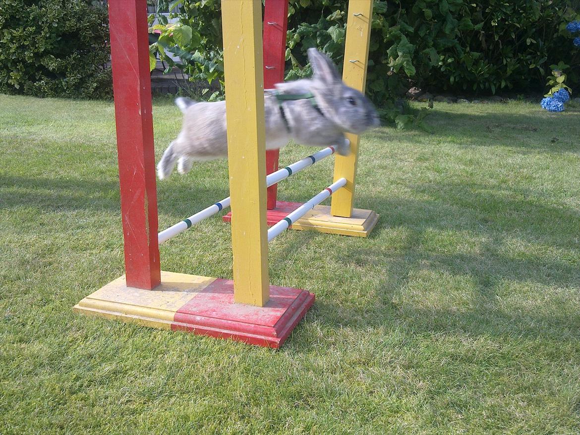 Kanin Palle billede 14