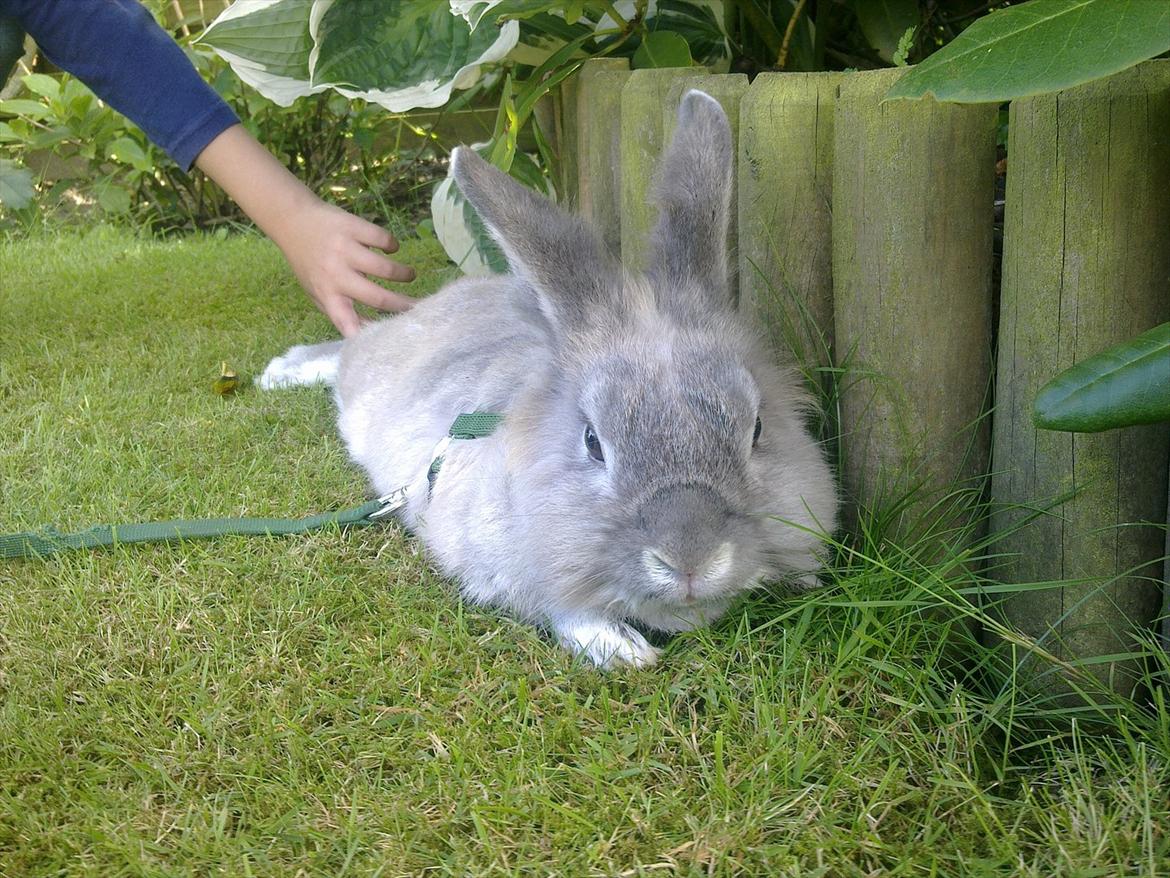 Kanin Palle billede 15