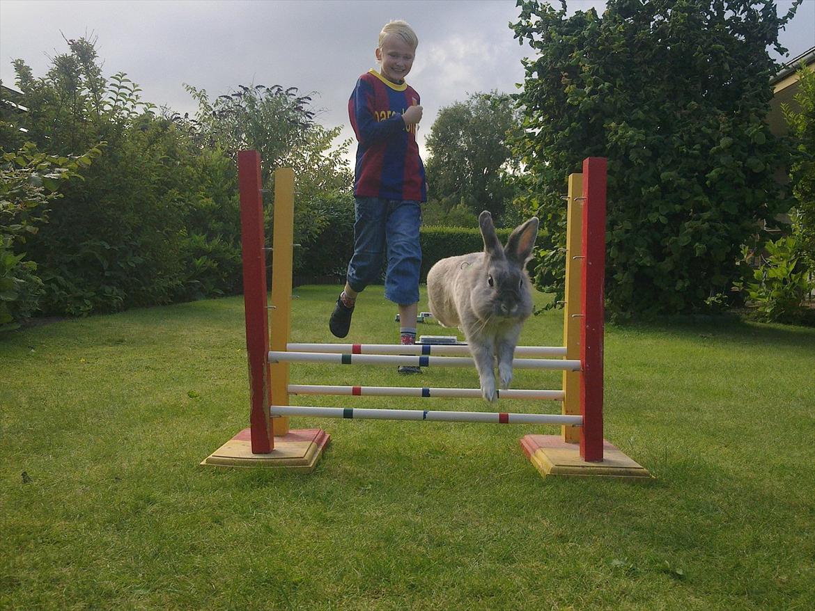 Kanin Palle billede 16