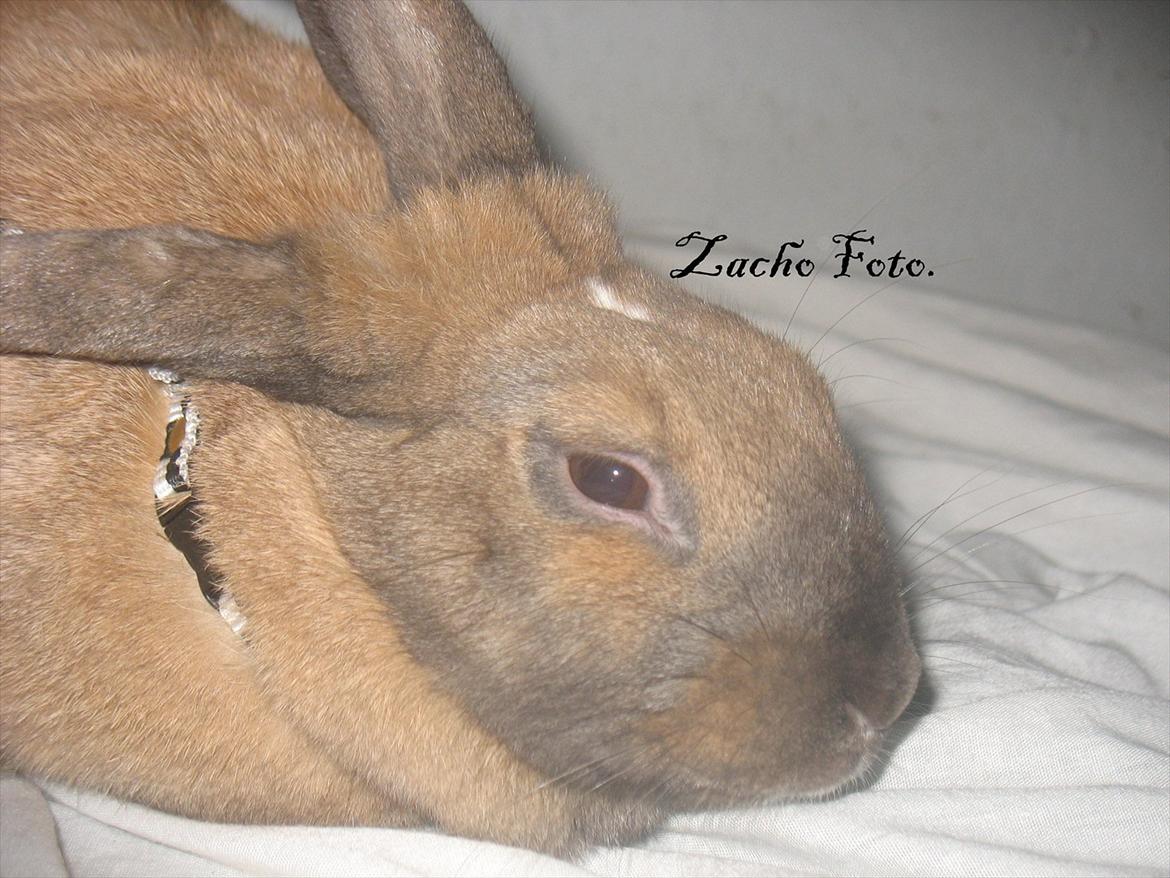 Kanin Dundines Mini Troja billede 4