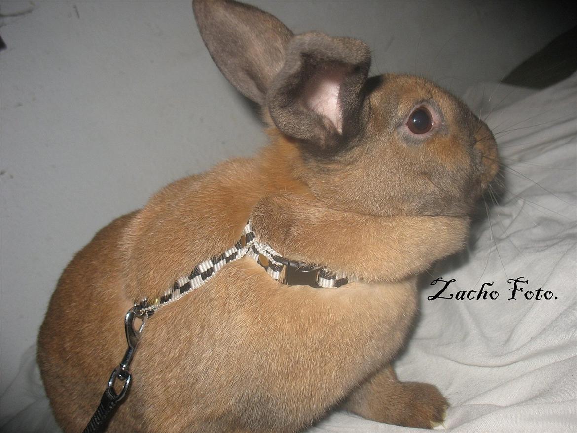 Kanin Dundines Mini Troja billede 1