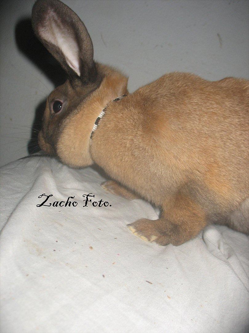 Kanin Dundines Mini Troja billede 5