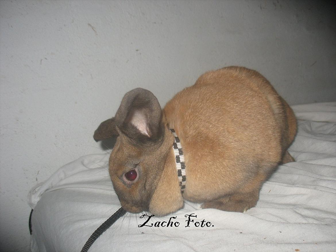 Kanin Dundines Mini Troja billede 2