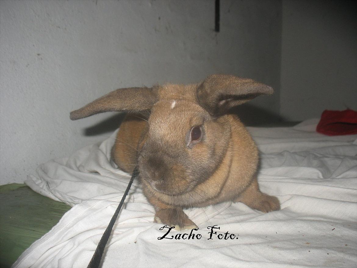 Kanin Dundines Mini Troja billede 3