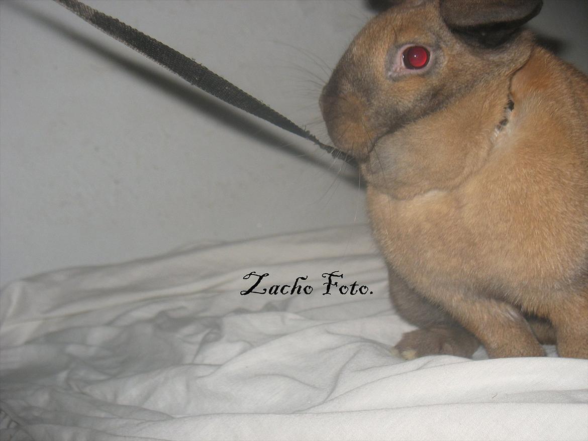 Kanin Dundines Mini Troja billede 6