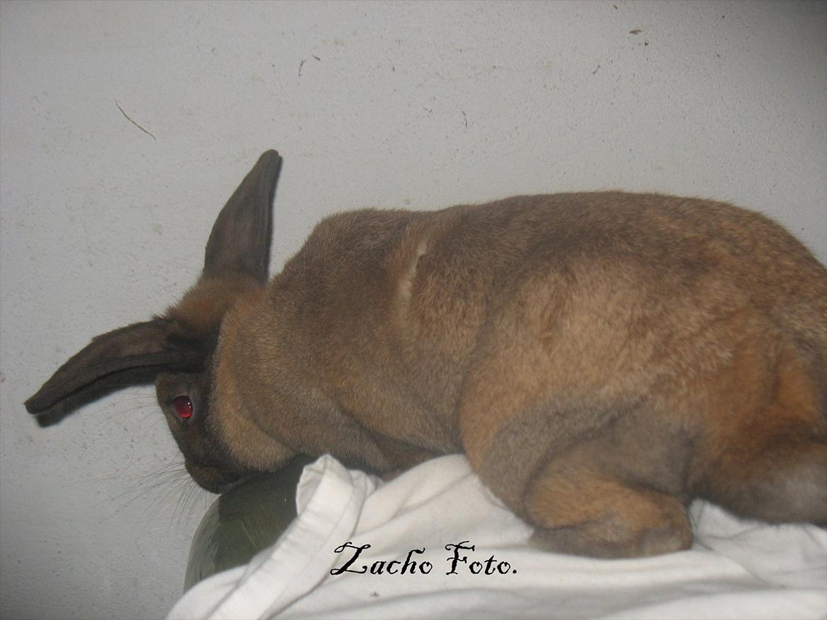 Kanin Dundines Mini Troja billede 7