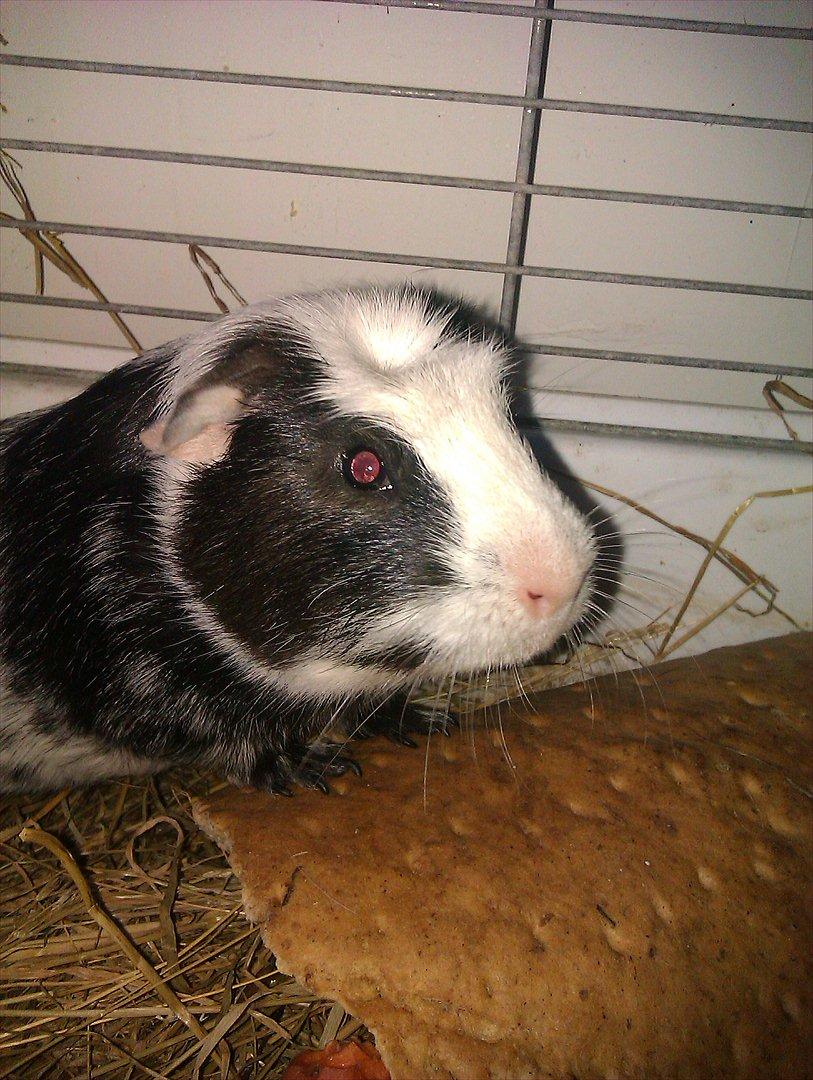 Marsvin Dexter billede 1