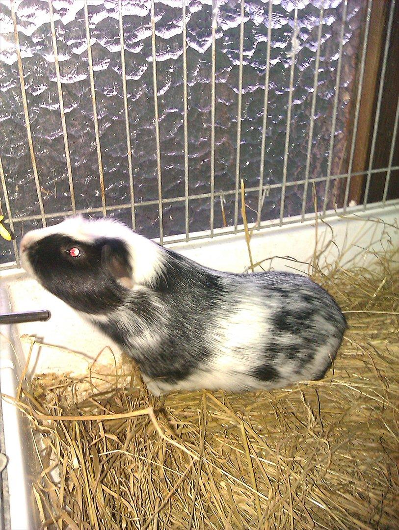 Marsvin Dexter billede 2