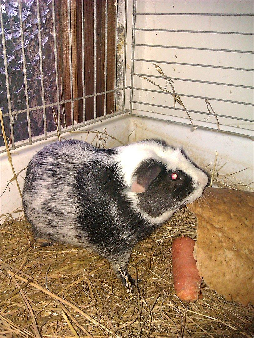 Marsvin Dexter billede 3