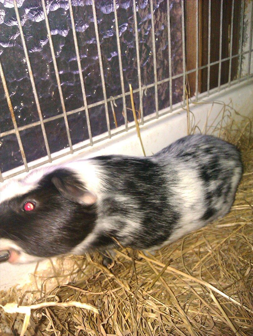 Marsvin Dexter billede 4