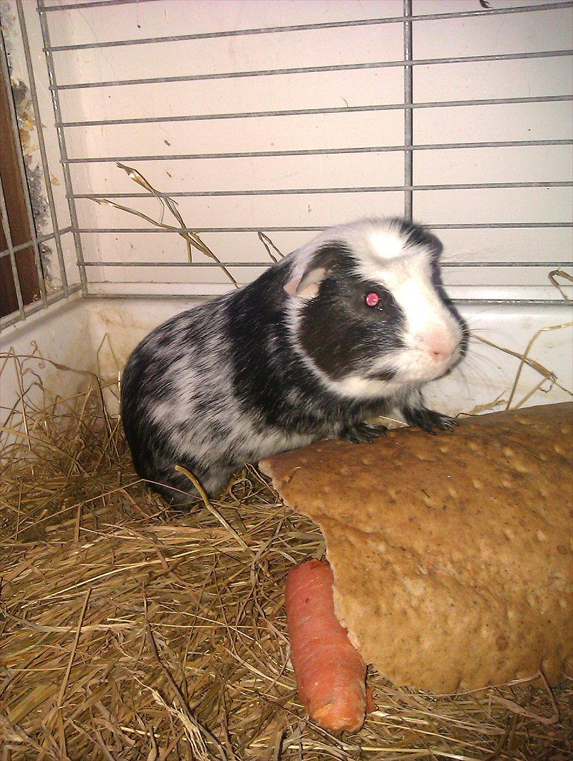 Marsvin Dexter billede 5