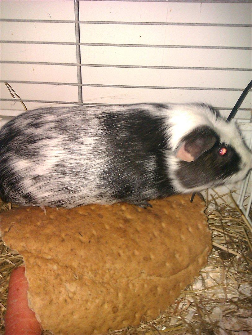 Marsvin Dexter billede 6