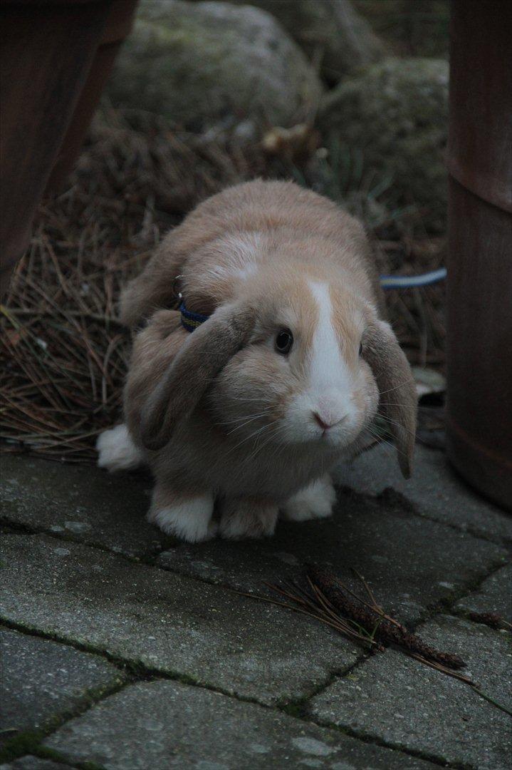Kanin Winds Just Like Beauty - Tak fordi i så med! billede 20