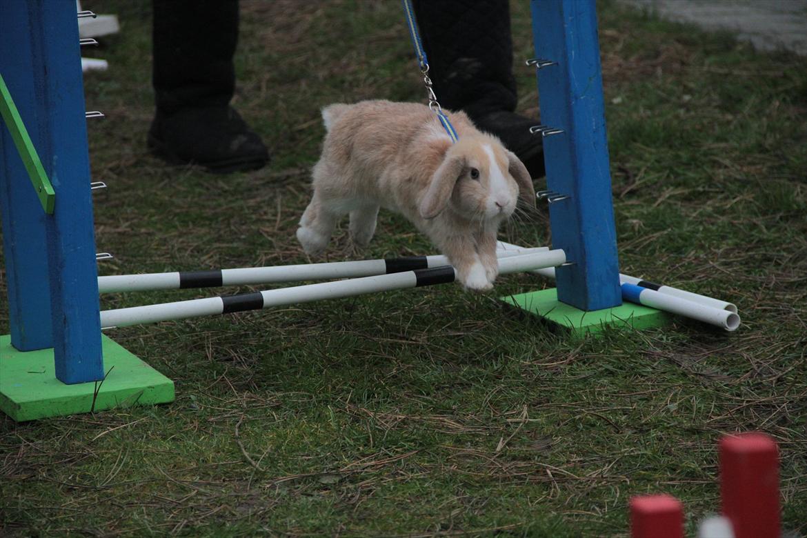 Kanin Winds Just Like Beauty billede 11