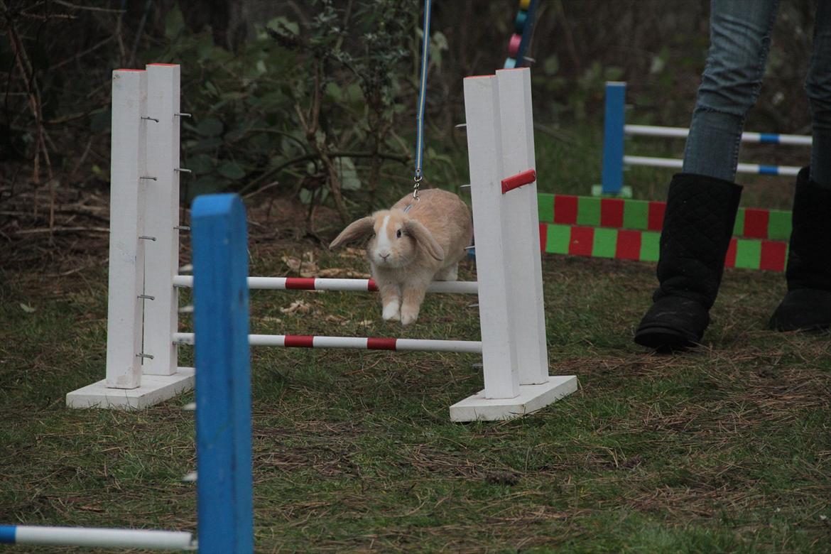 Kanin Winds Just Like Beauty billede 5