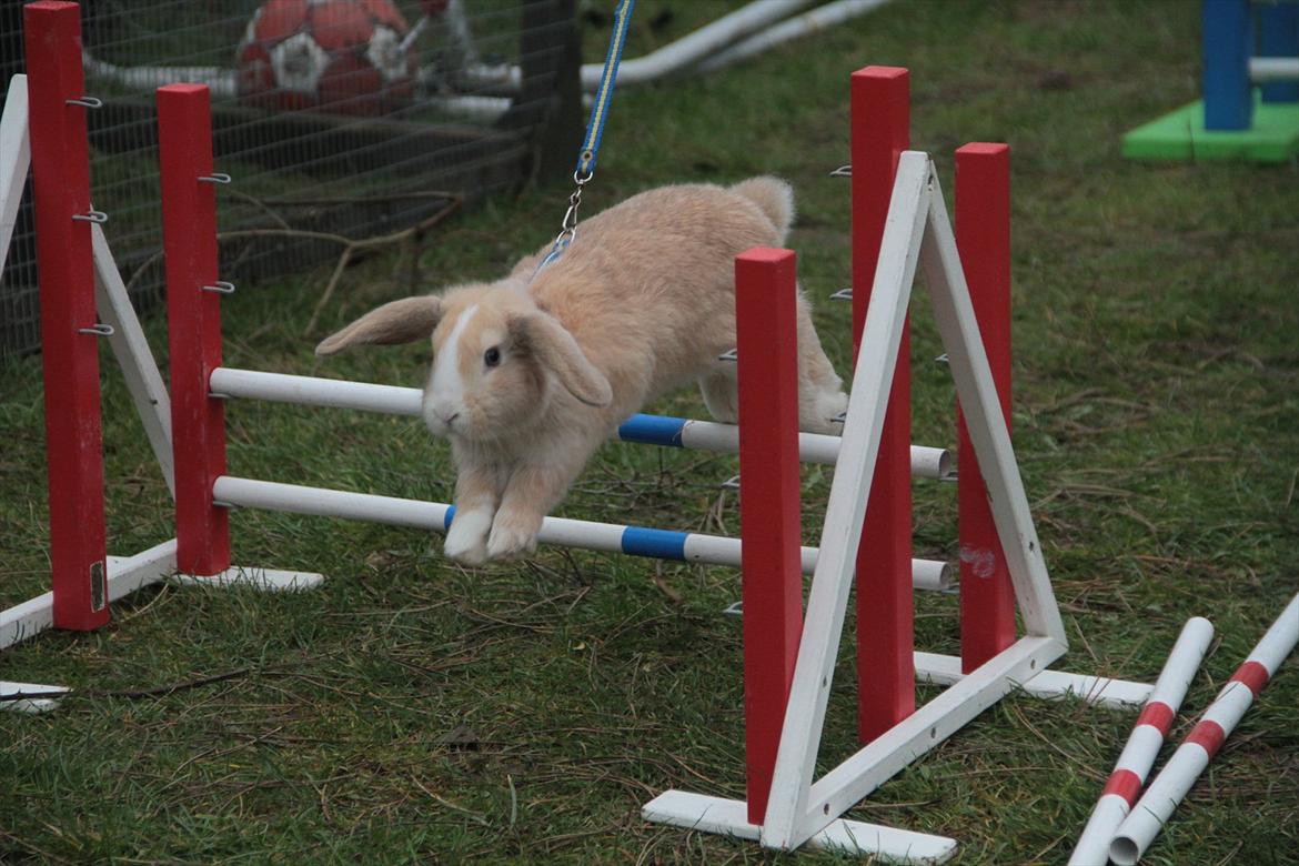 Kanin Winds Just Like Beauty billede 19