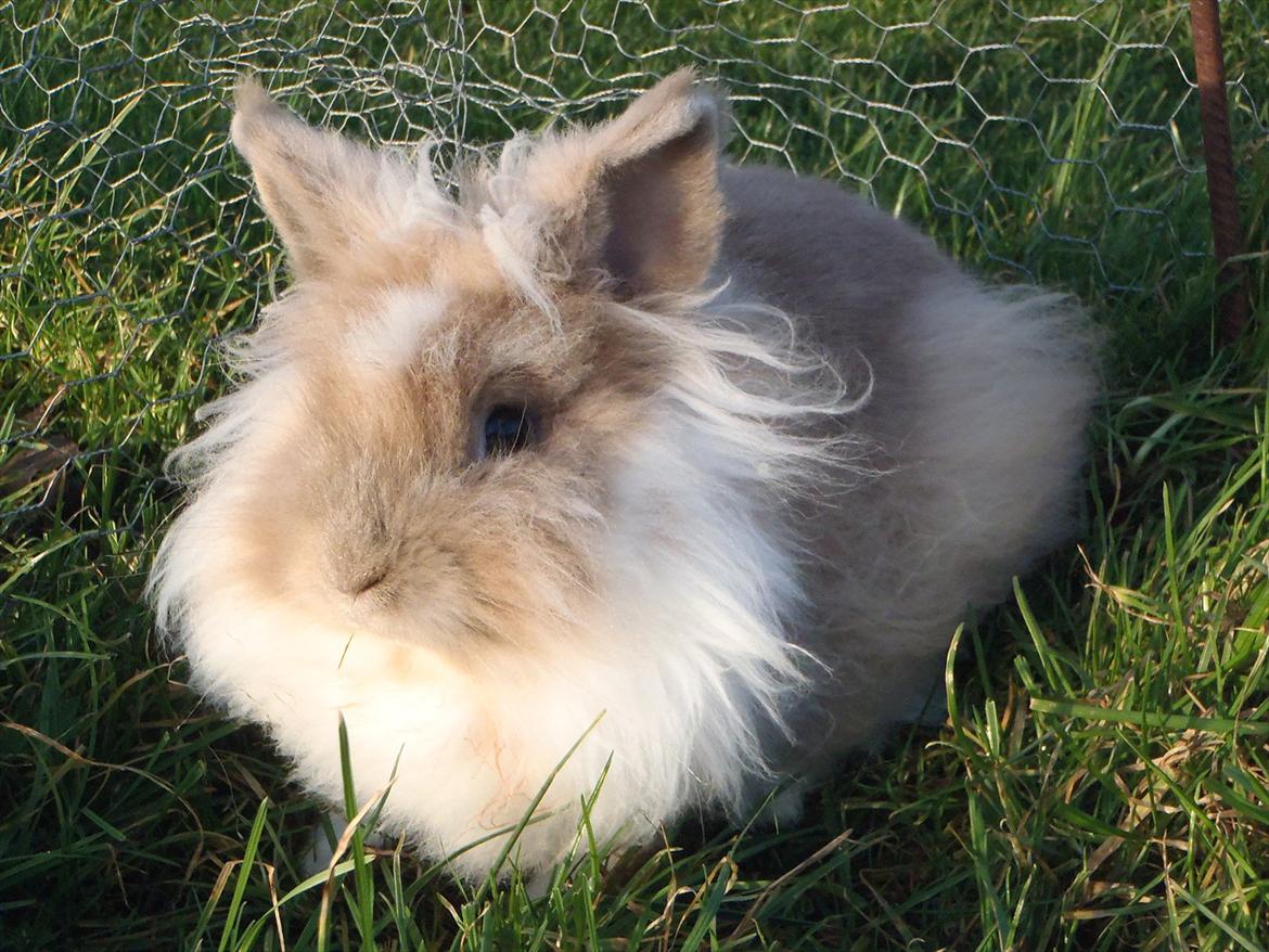 Kanin ¨˜°º•¤ Stald Kiwis Rosa ¤•º°˜¨  billede 18