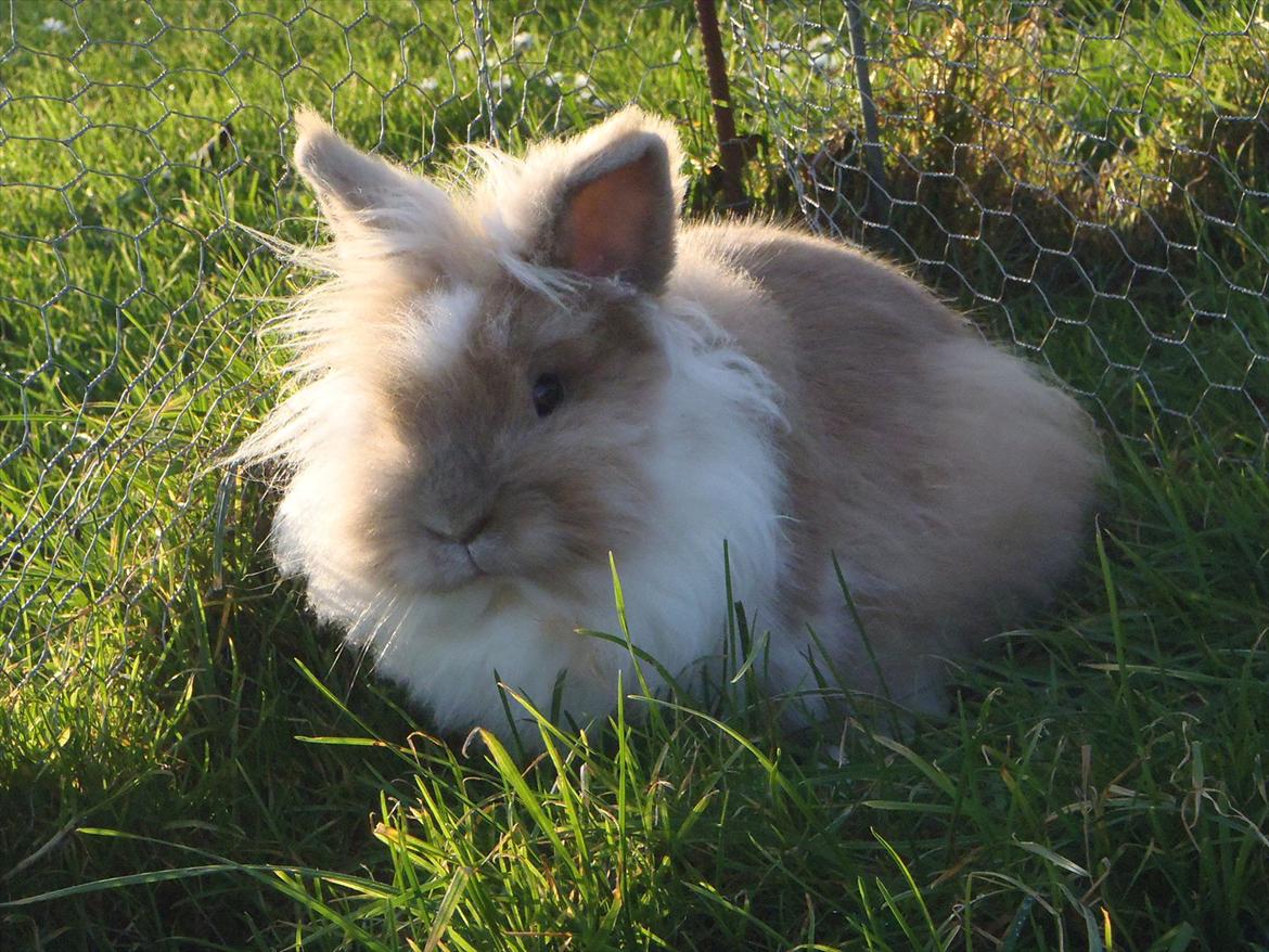 Kanin ¨˜°º•¤ Stald Kiwis Rosa ¤•º°˜¨  billede 2