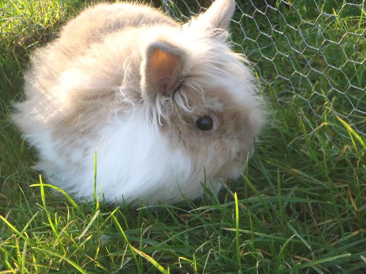 Kanin ¨˜°º•¤ Stald Kiwis Rosa ¤•º°˜¨  billede 10