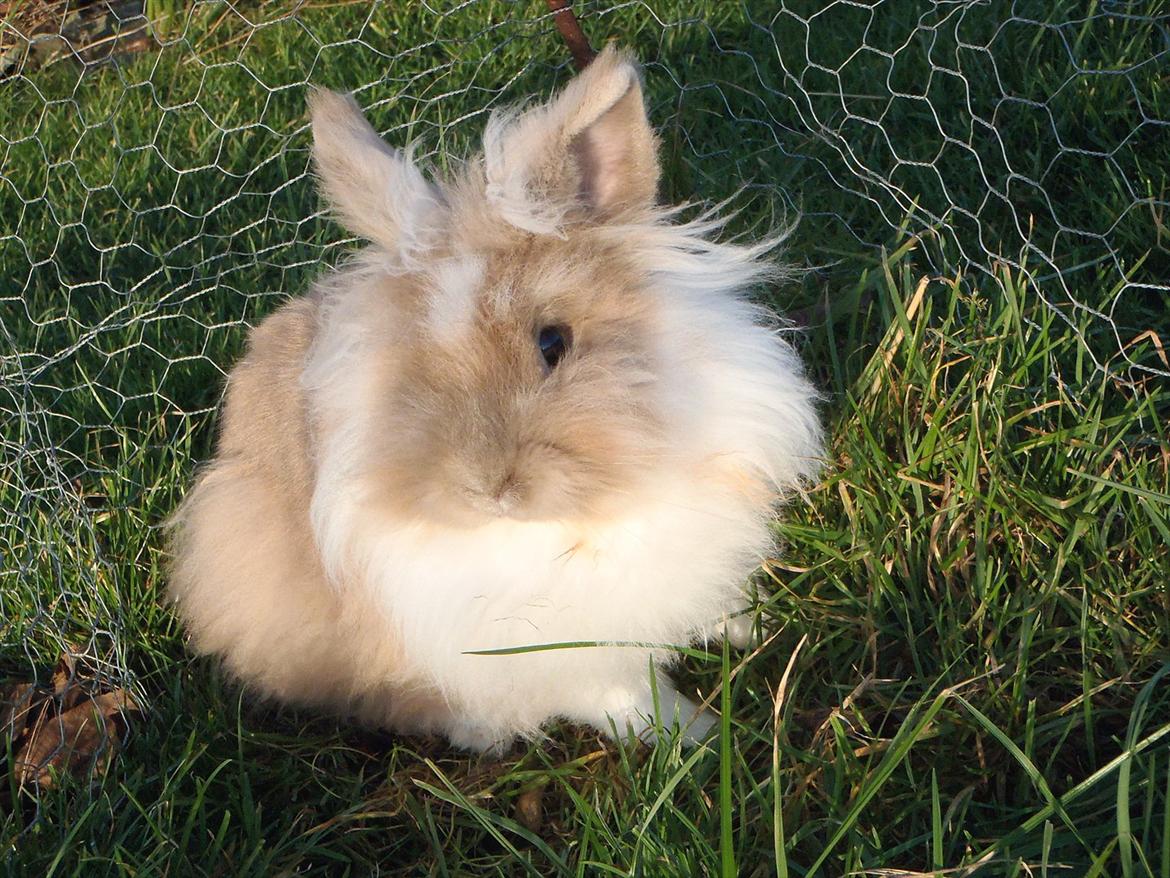 Kanin ¨˜°º•¤ Stald Kiwis Rosa ¤•º°˜¨  billede 19