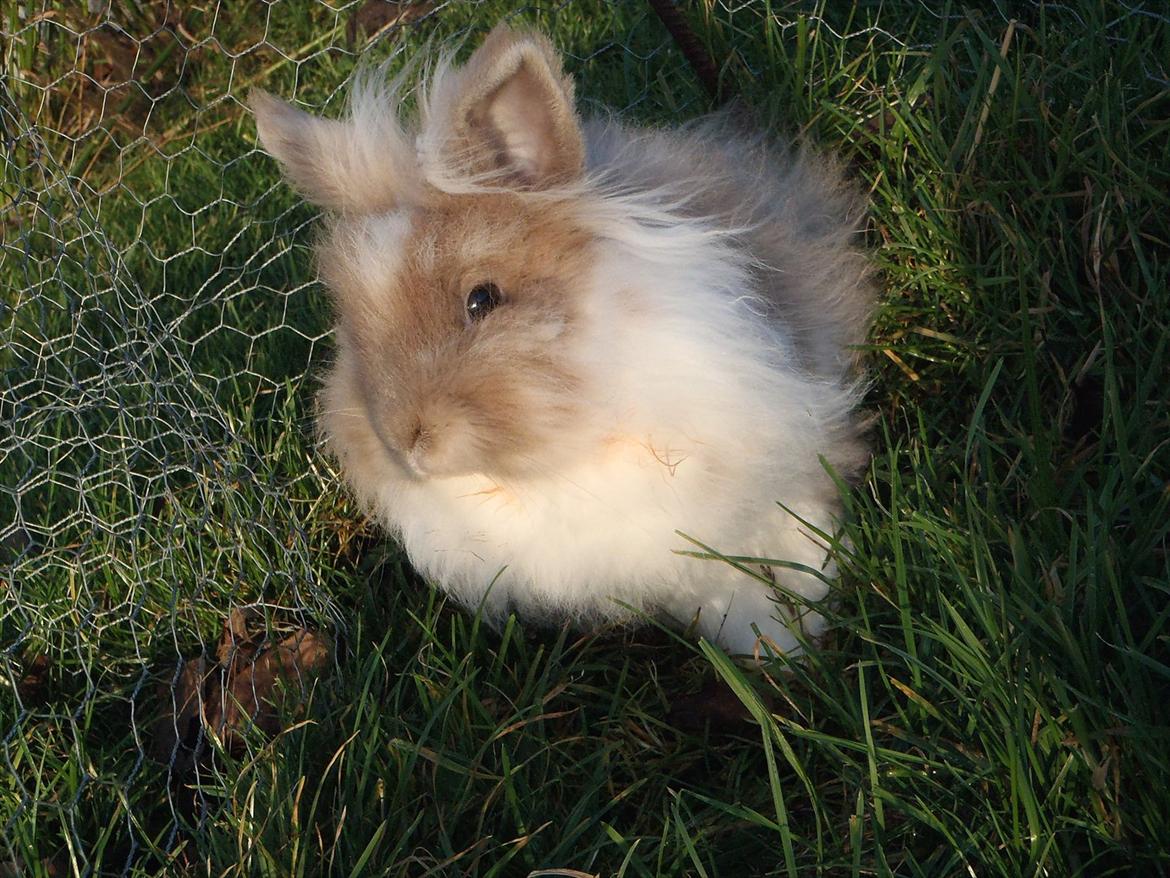 Kanin ¨˜°º•¤ Stald Kiwis Rosa ¤•º°˜¨  billede 13