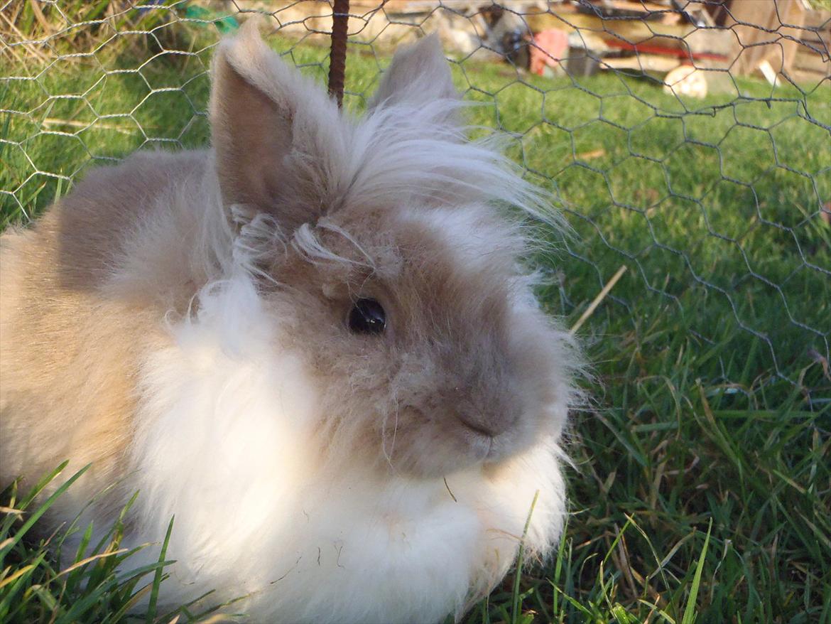 Kanin ¨˜°º•¤ Stald Kiwis Rosa ¤•º°˜¨  billede 5