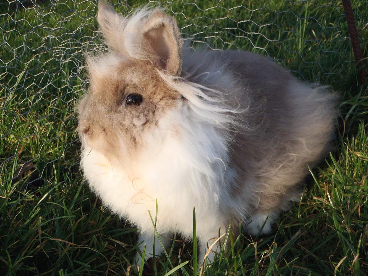 Kanin ¨˜°º•¤ Stald Kiwis Rosa ¤•º°˜¨  billede 7