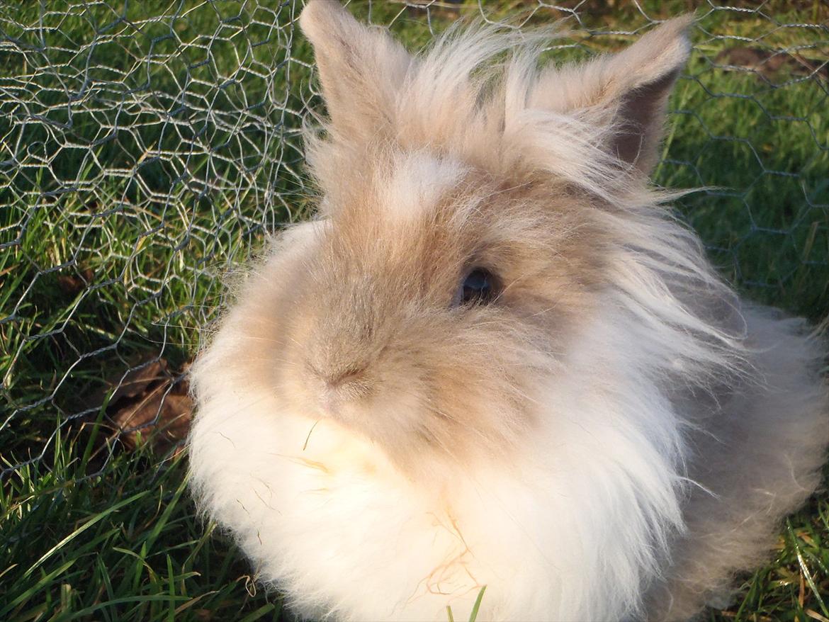 Kanin ¨˜°º•¤ Stald Kiwis Rosa ¤•º°˜¨  billede 1