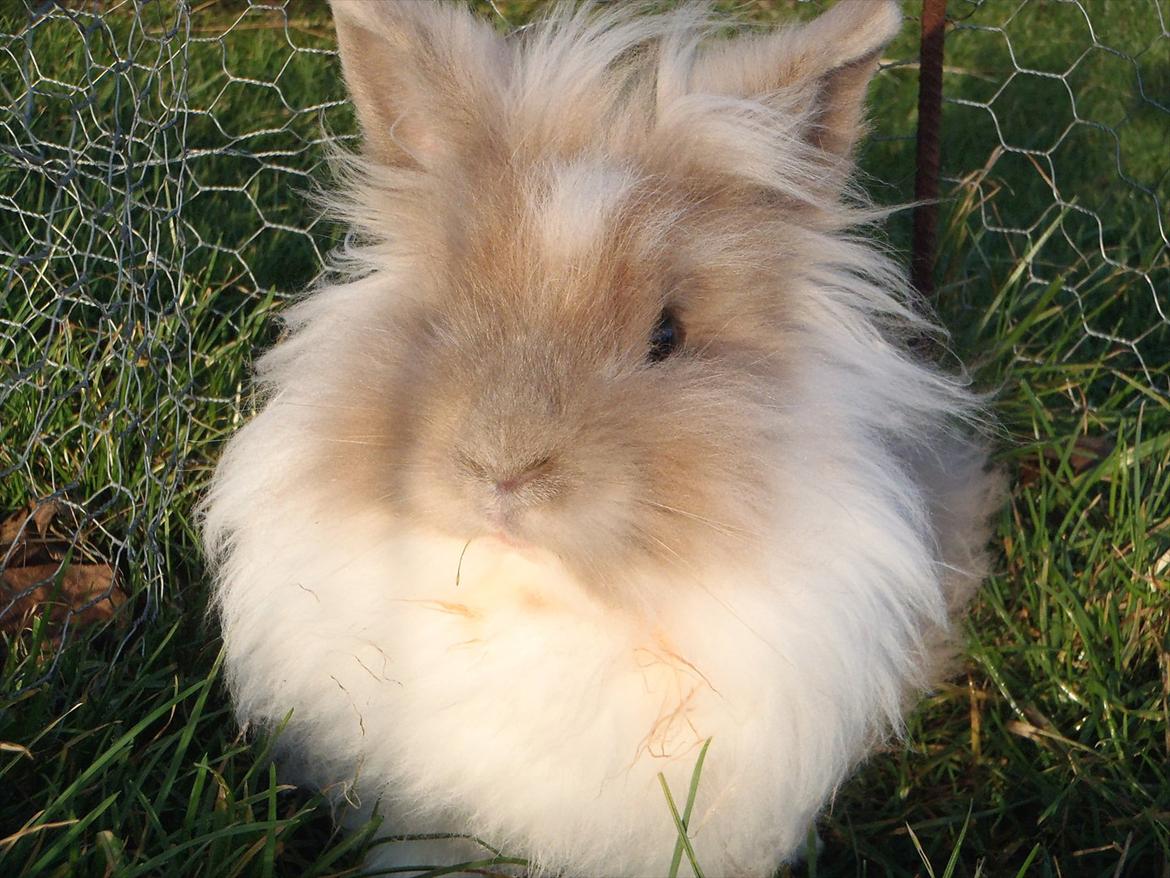 Kanin ¨˜°º•¤ Stald Kiwis Rosa ¤•º°˜¨  billede 20