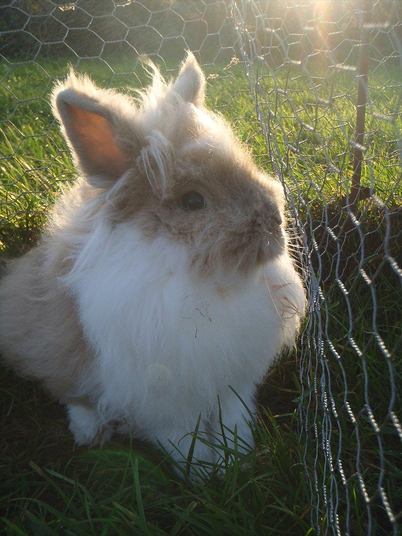 Kanin ¨˜°º•¤ Stald Kiwis Rosa ¤•º°˜¨  billede 11