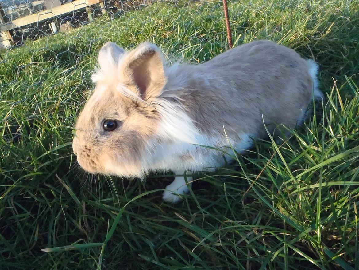 Kanin  ¨˜°º•¤ Stald Kiwis Felix ¤•º°˜¨  billede 2