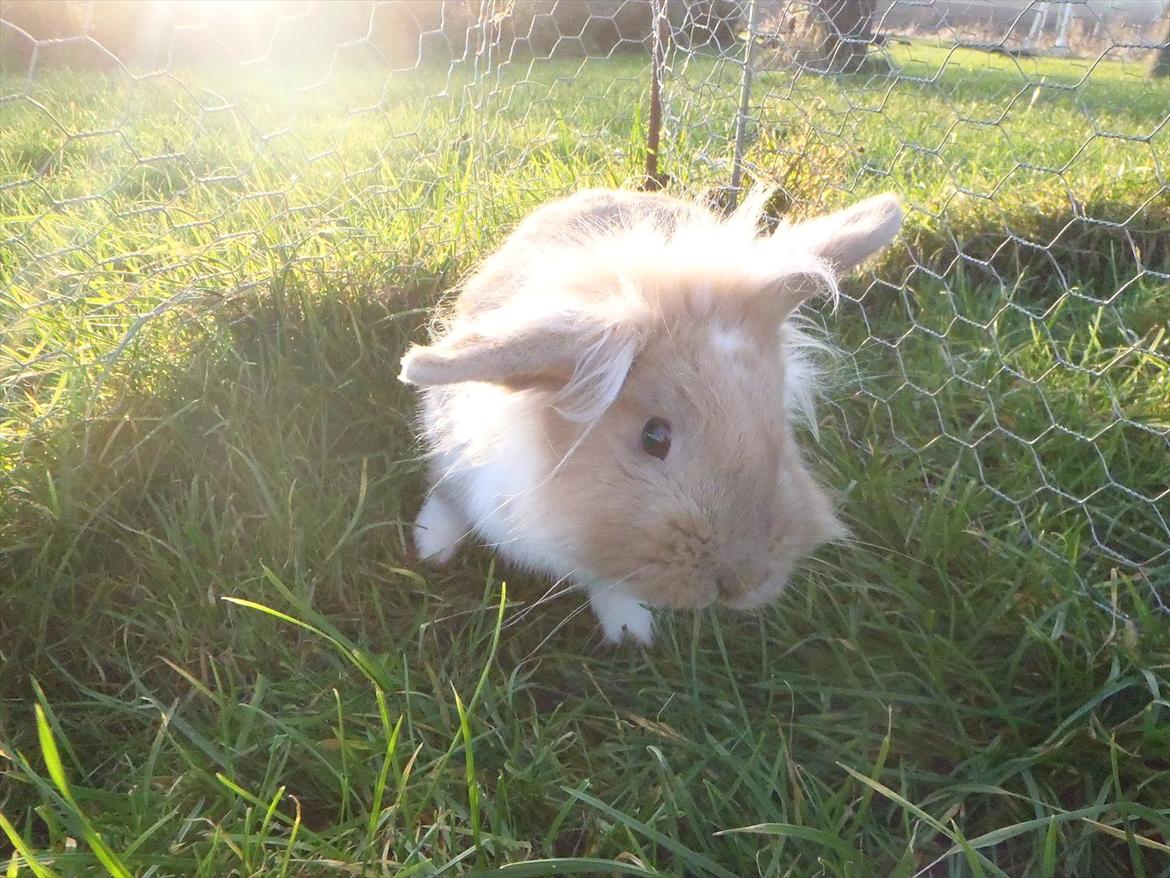 Kanin  ¨˜°º•¤ Stald Kiwis Felix ¤•º°˜¨  billede 10