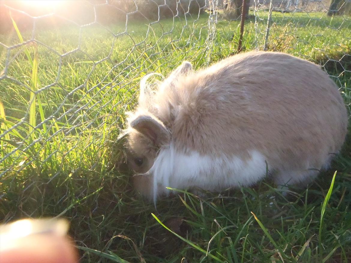 Kanin  ¨˜°º•¤ Stald Kiwis Felix ¤•º°˜¨  billede 4