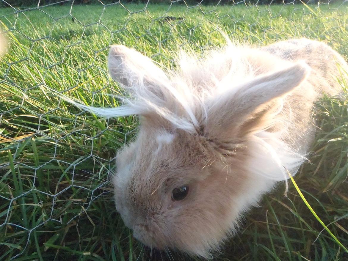 Kanin  ¨˜°º•¤ Stald Kiwis Felix ¤•º°˜¨  billede 19